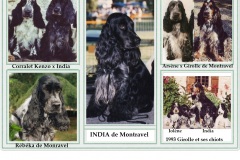 1993  India de Montravel