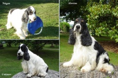 Mâles reproducteurs