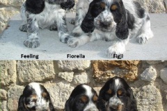 Chiots Ukane de Montravel 2010