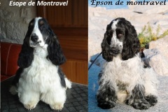 Esope et Epson de Montravel adultes