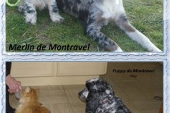 Merlin et Puppy