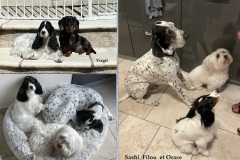 Sashi-Orace-Filou-Virgil