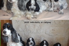 2016  Hello Ketty et Earlgrey