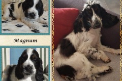 Magnum